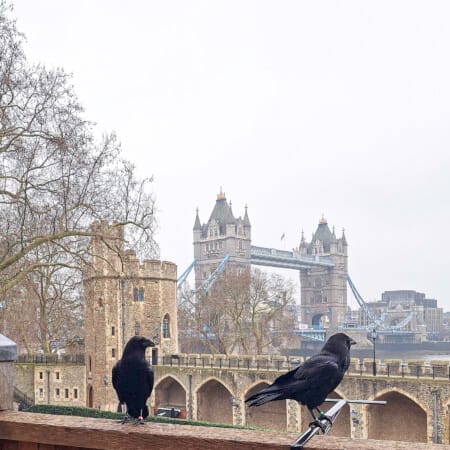 Zien in Londen