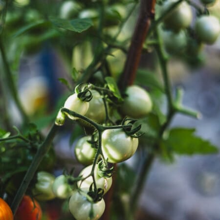 In de moestuin