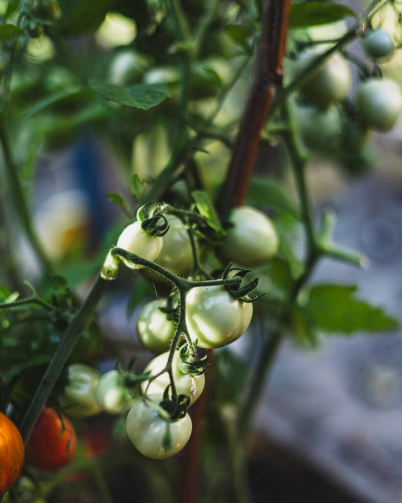 In de moestuin