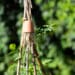 In de moestuin